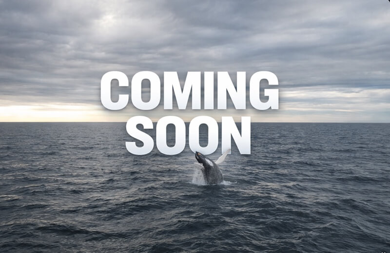 Pick67.com coming soon teaser – whale in ocean background