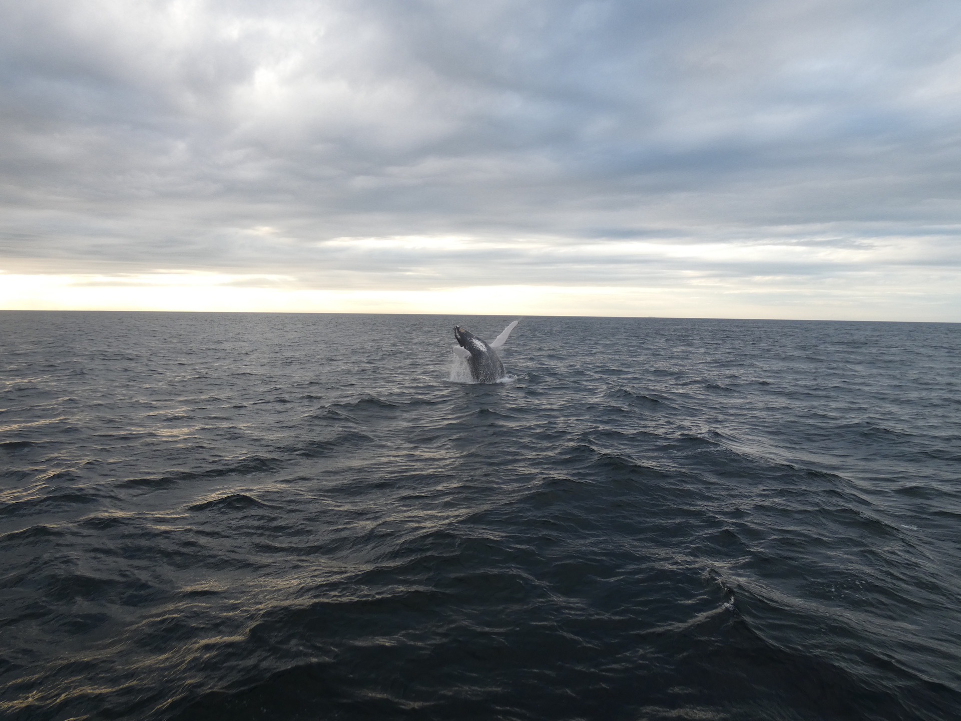 Underwater whale illustration – symbolizing JJ Allan, LLC premium domains and digital assets